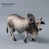 zebu-cattle