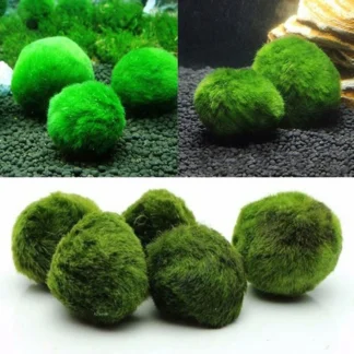 1Pc 3-4cm Marimo Moss Ball Live Aquarium Plant Artificial Green Algae Balls Ornament Simulation Algae Plant For Fish Shrimp Tank